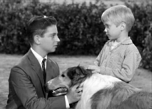In the fourth season, after the Millers acted as a foster family for a seven-year-old named Timmy for the summer, Gramps passed away. Ellen needed to be in the city where she could give music lessons and Jeff could attend high school. Knowing the city was no place for a big dog who was used to running free, Jeff left Lassie with Timmy. Courtesy of lassieweb.org